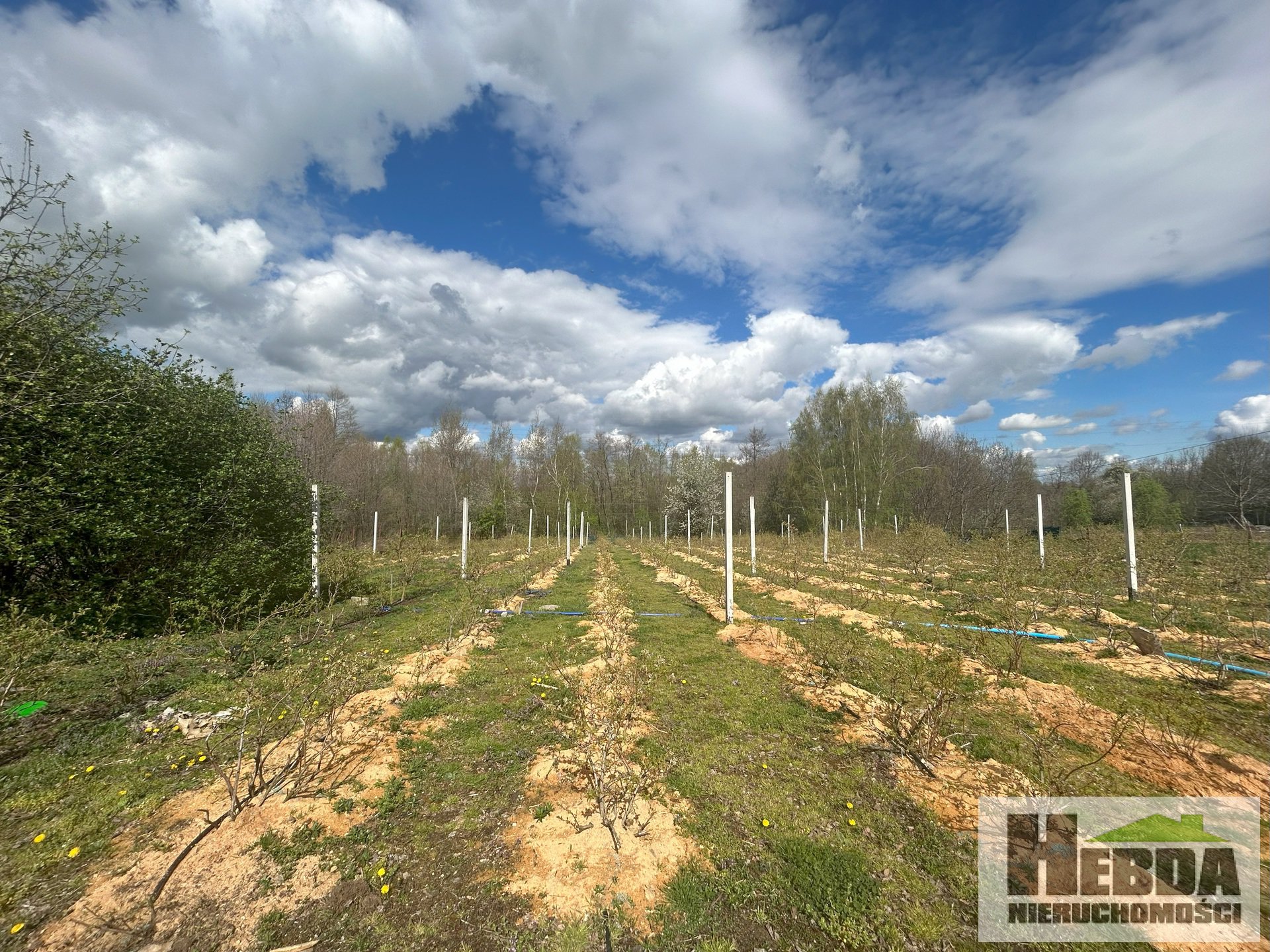 Na sprzedaż działka budowlano - rolna, 59 ar, Błonie koło Zgłobic - zdjęcie 1
