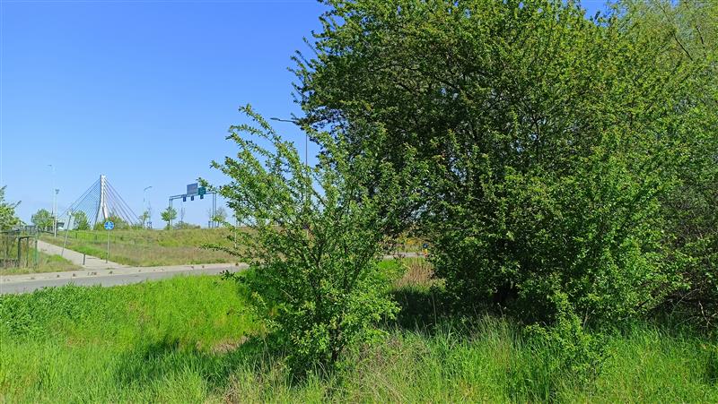 Działka inwestycyjna 1,27&nbsp;ha, Gdańsk, Miałki Szlak - zdjęcie 3