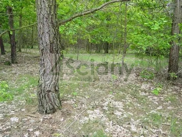 Działka budowlana 6800 m², Marynin - zdjęcie 2
