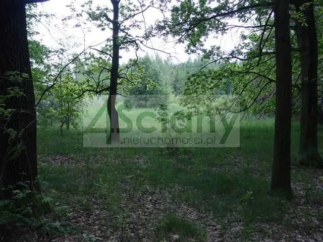 Działka budowlana 6800 m², Marynin - zdjęcie 4