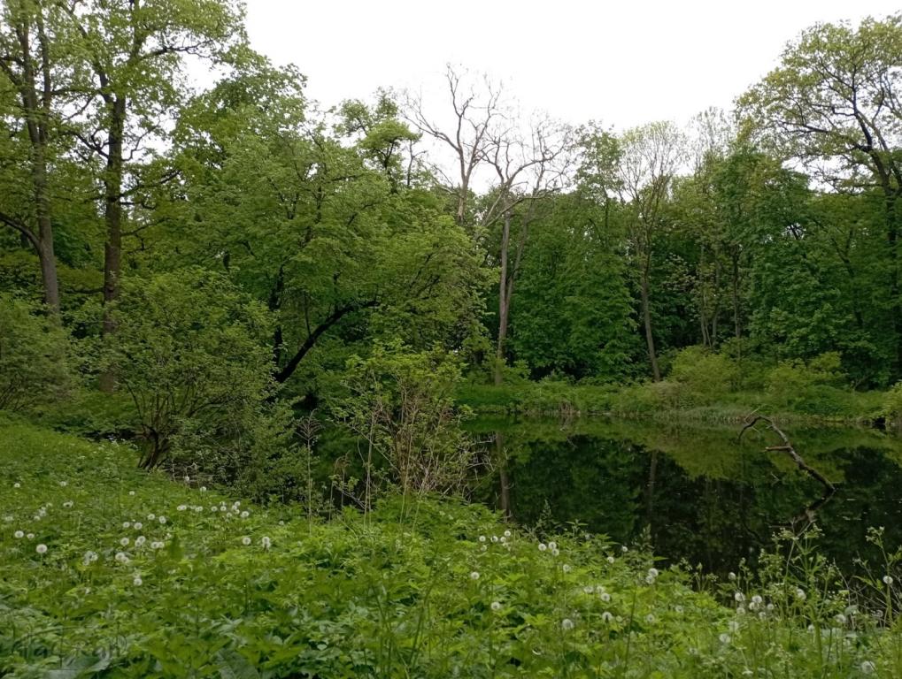 Dwór z początku XIX w. z dużym parkiem i stawem - zdjęcie 13