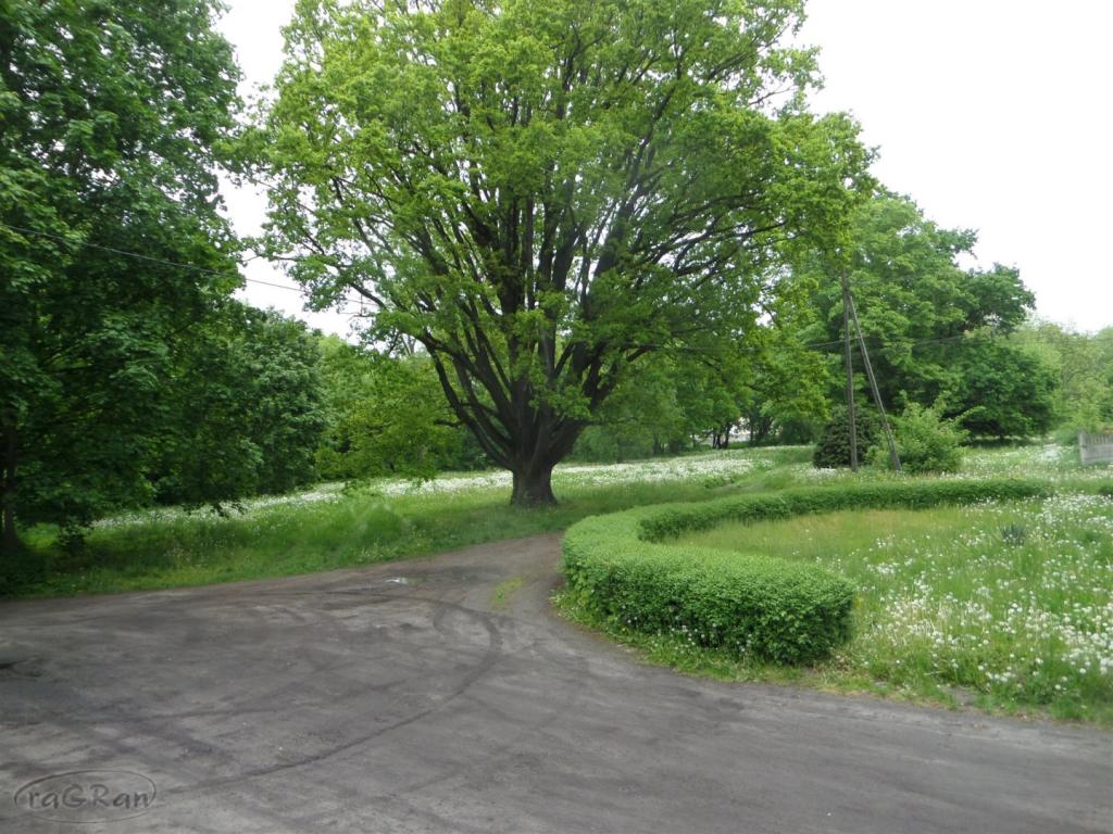 Dwór z początku XIX w. z dużym parkiem i stawem - zdjęcie 10