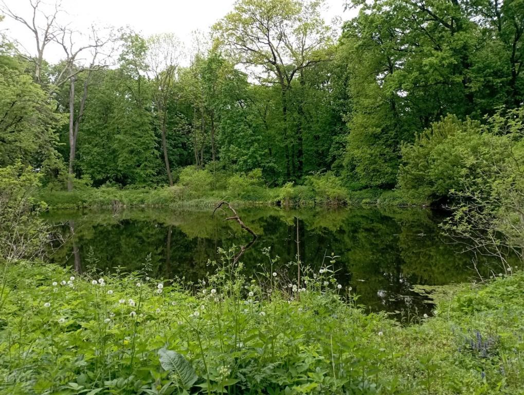 Dwór z początku XIX w. z dużym parkiem i stawem - zdjęcie 12