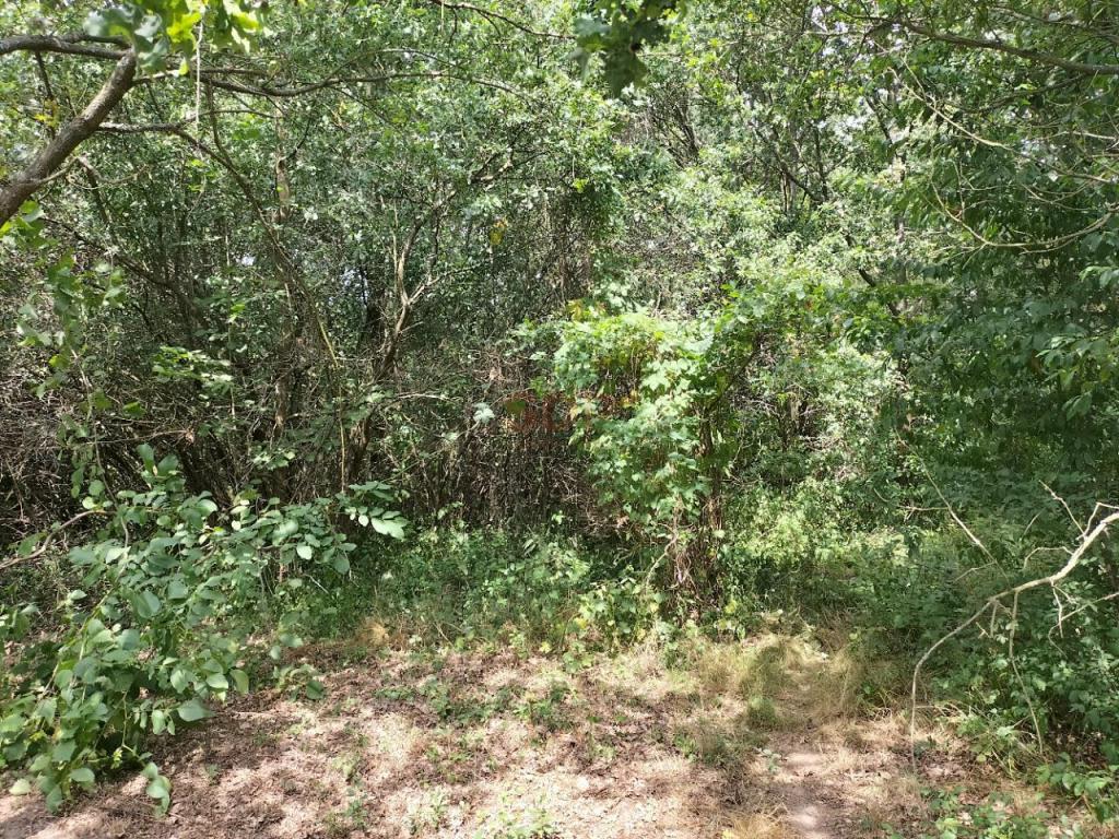 Działka budowlana 1,47 ha, Rościsławice - zdjęcie 5