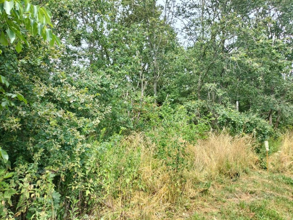 Działka budowlana 1,47 ha, Rościsławice - zdjęcie 10