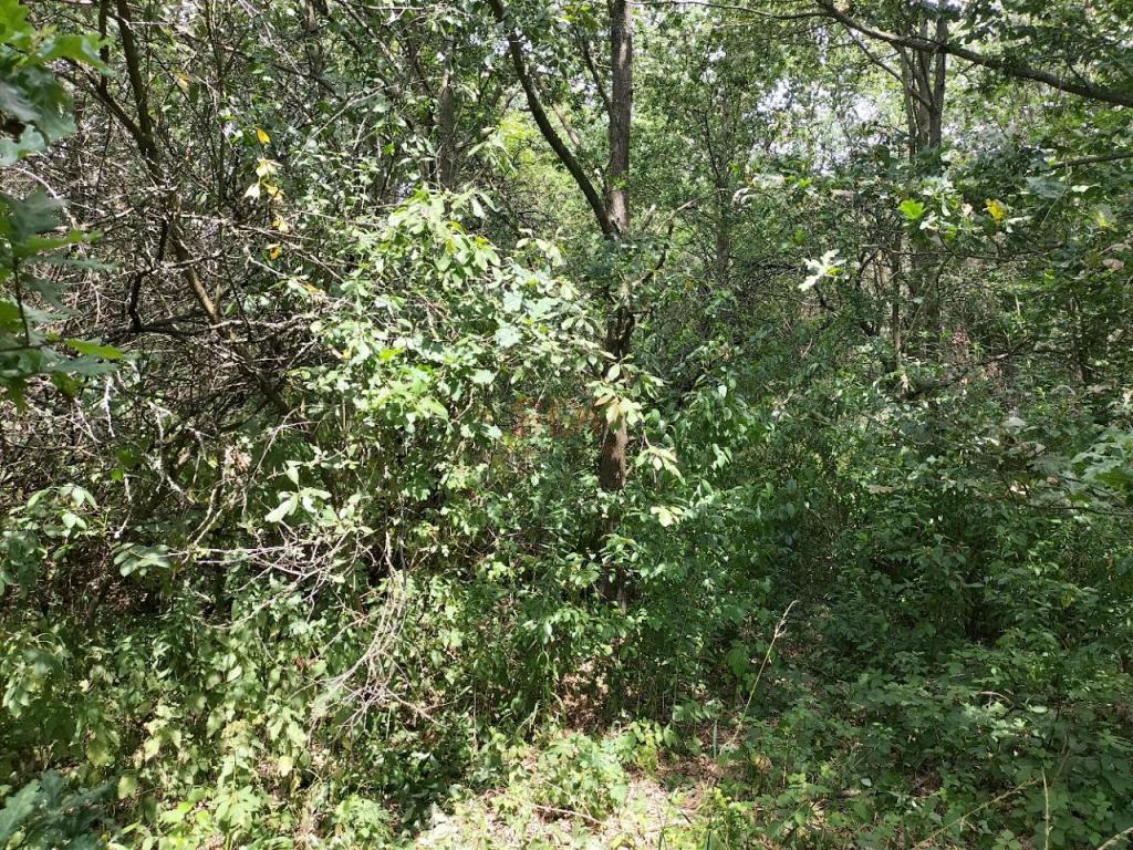 Działka budowlana 1,47 ha, Rościsławice - zdjęcie 6