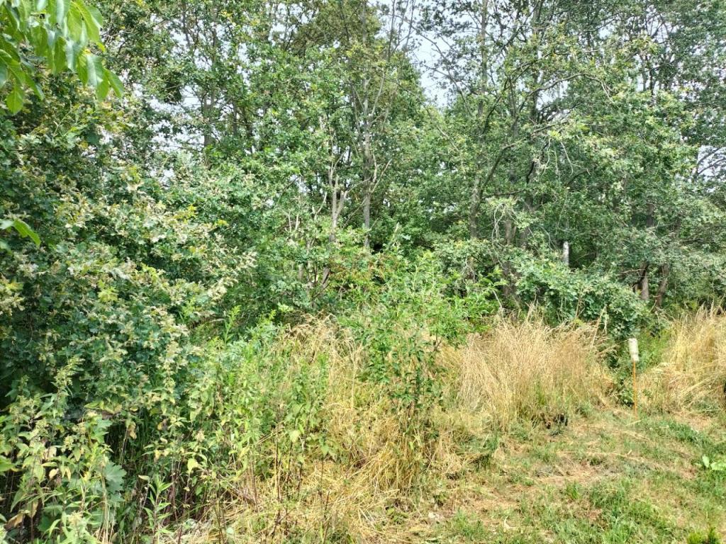 Działka budowlana 1,47 ha, Rościsławice - zdjęcie 11