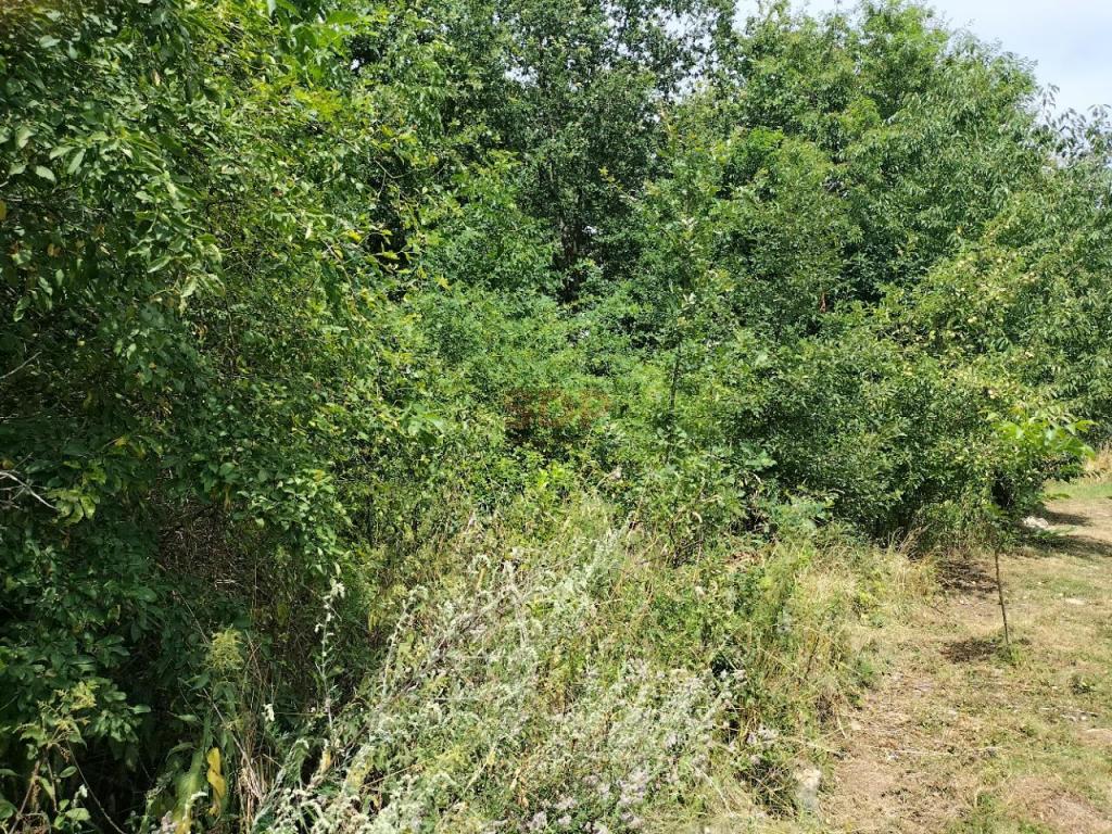 Działka budowlana 1,47 ha, Rościsławice - zdjęcie 9