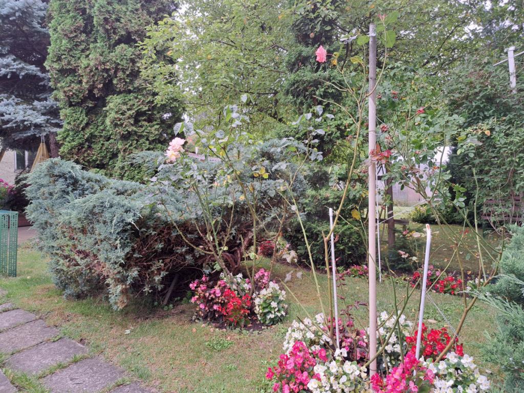 Legionowo - Ludwisin - zdjęcie 3