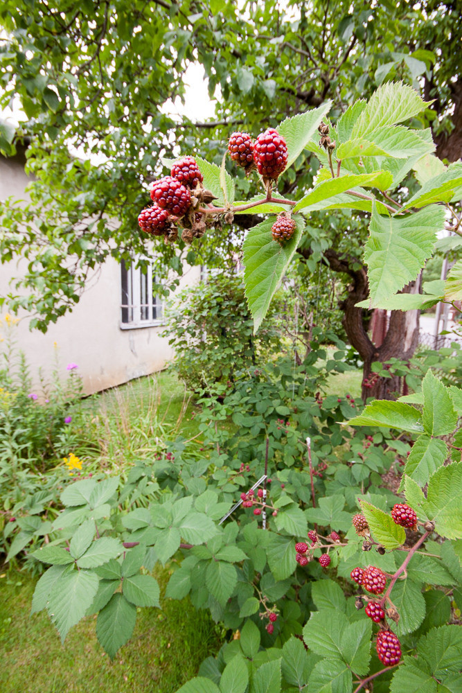 Legionowo - Ludwisin - zdjęcie 5