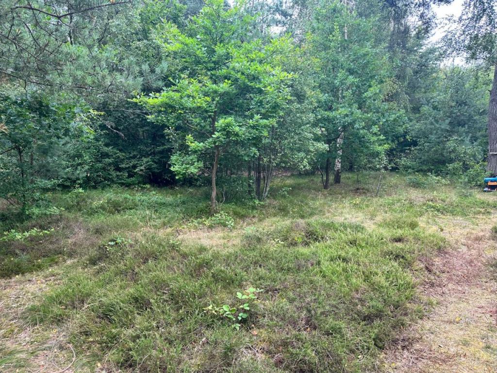 Sprzedam działkę leśną Chłapowo pod kamping - zdjęcie 4