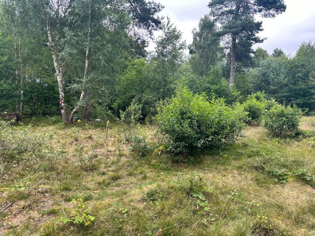 Sprzedam działkę leśną Chłapowo pod kamping - zdjęcie 6