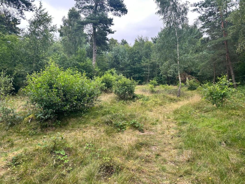 Sprzedam działkę leśną Chłapowo pod kamping - zdjęcie 5