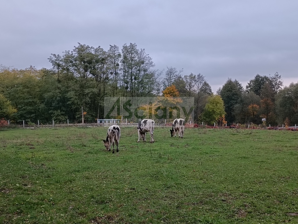 Dom 500&nbsp;m², Radzimowice - zdjęcie 14