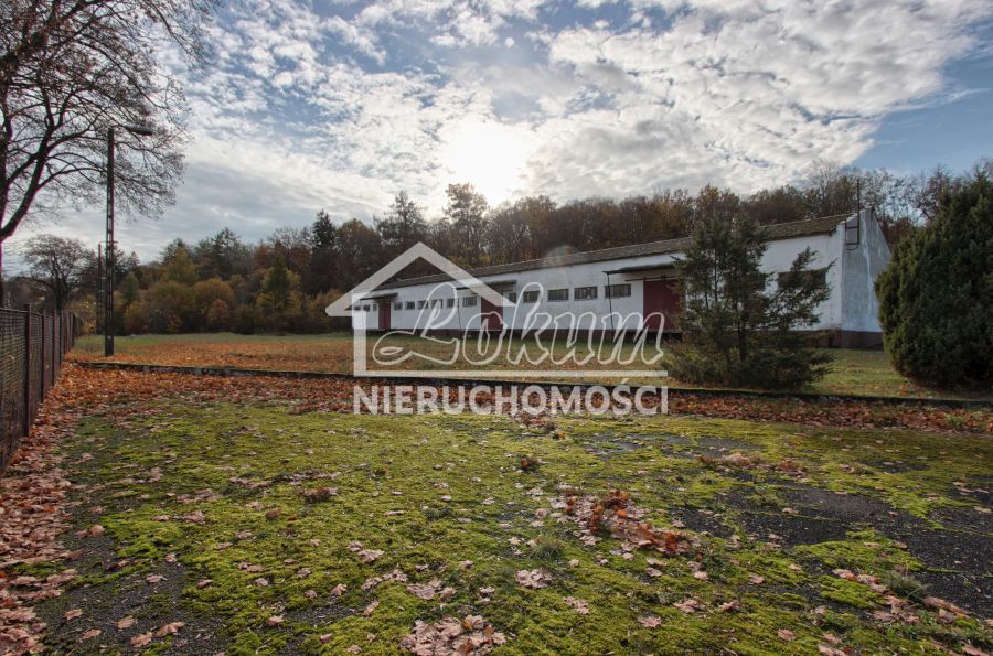 Magazyn na sprzedaż, 16300 m², Dziwogóra - zdjęcie 5
