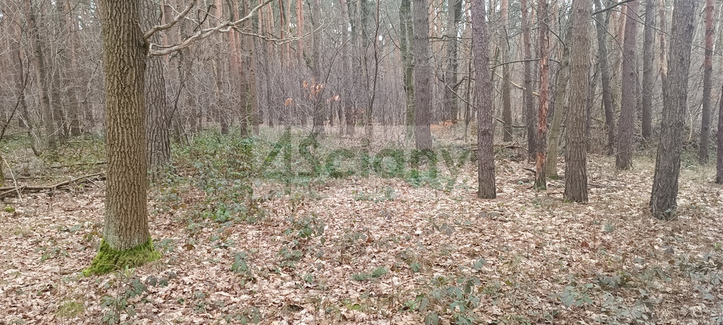 Działka budowlana 2103&nbsp;m², Sękocin-Las - zdjęcie 1