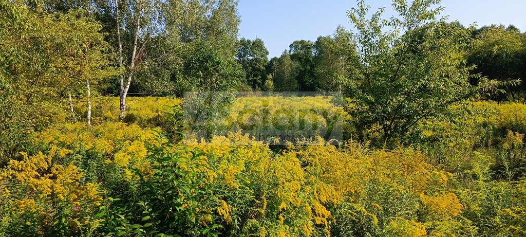 Działka budowlana 2210&nbsp;m², Milanówek - zdjęcie 1