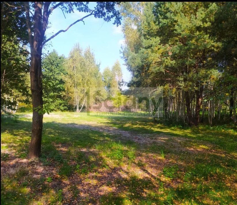 Działka inwestycyjna 5000 m², Pieńki Zarębskie - zdjęcie 8