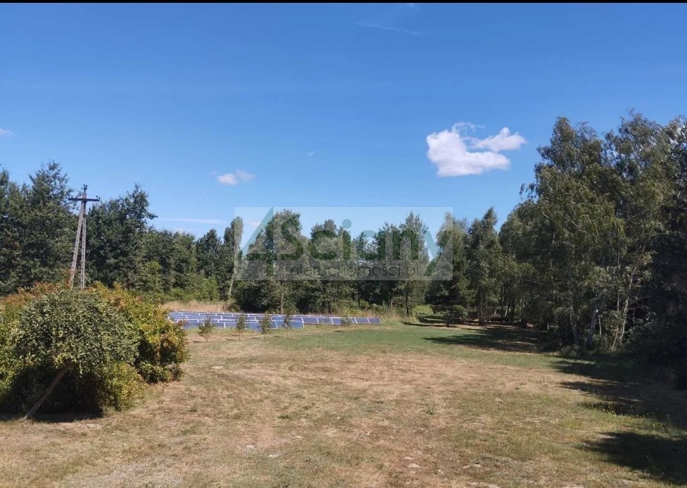 Działka inwestycyjna 5000 m², Pieńki Zarębskie - zdjęcie 11