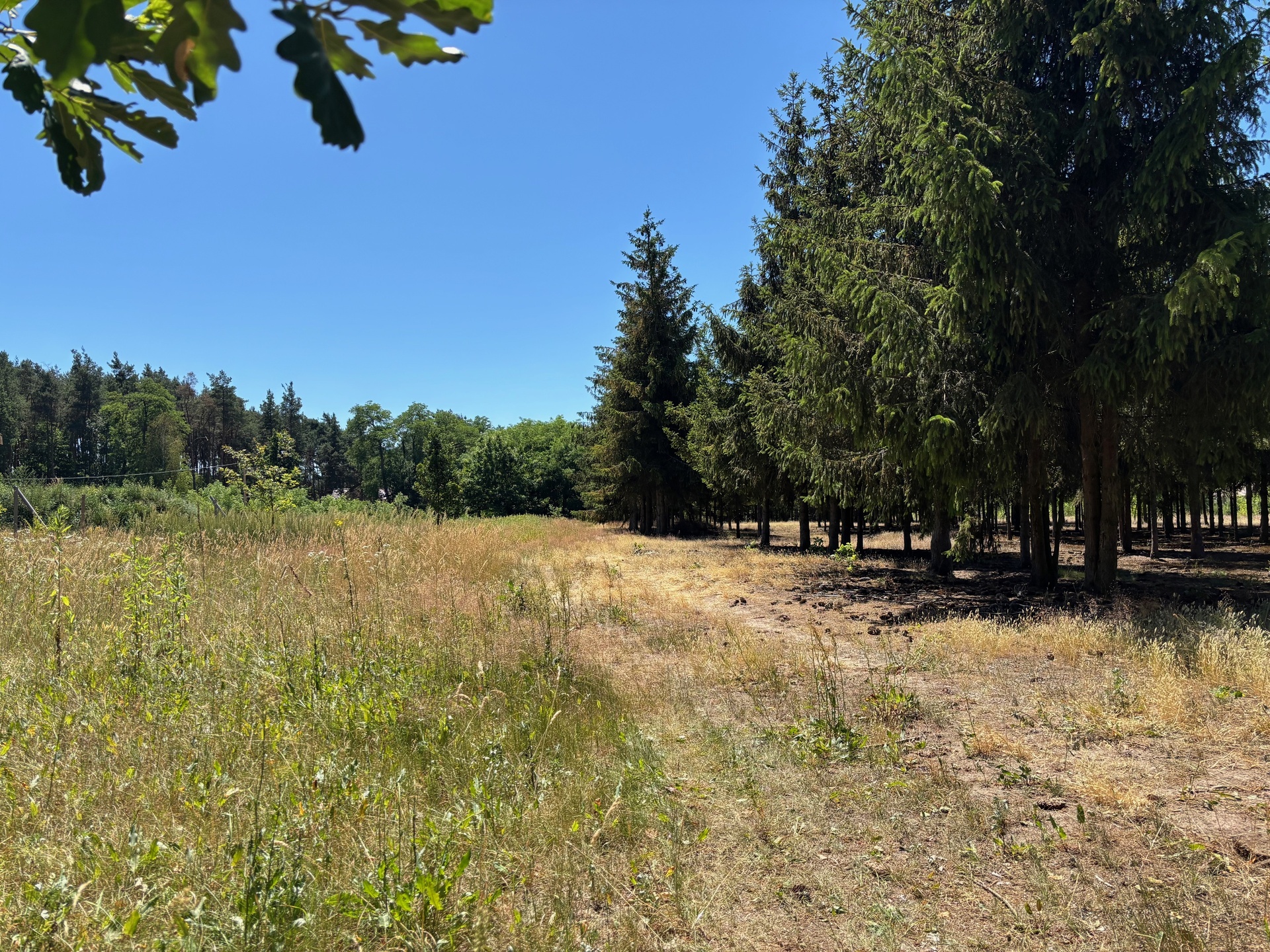 Prace Duże ładna dzialka budowlana - zdjęcie 1