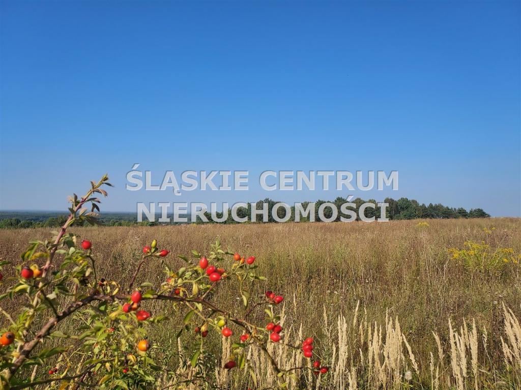 Działka budowlana 658 m², Sadowie, Dworska - zdjęcie 6