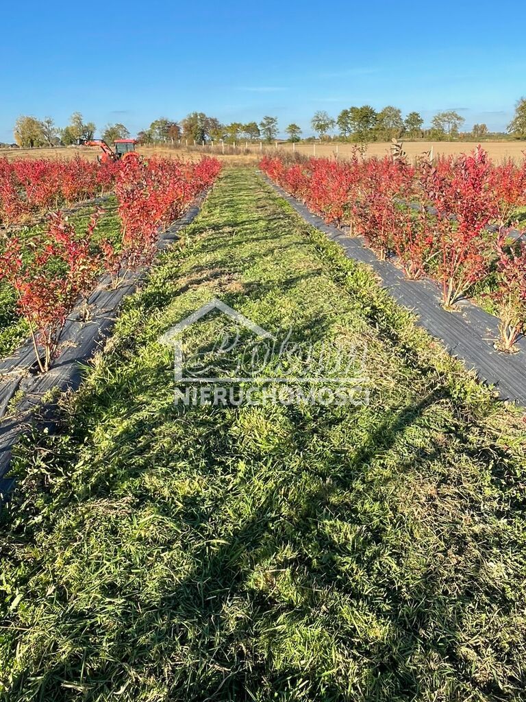 Działka rolna 50,00&nbsp;ha, Lisowo - zdjęcie 7
