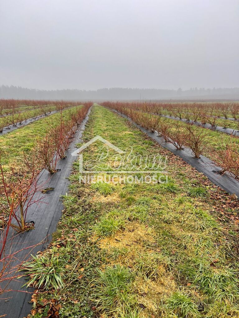 Działka rolna 50,00&nbsp;ha, Lisowo - zdjęcie 8