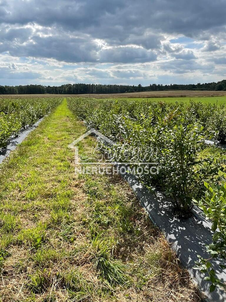 Działka rolna 50,00&nbsp;ha, Lisowo - zdjęcie 3