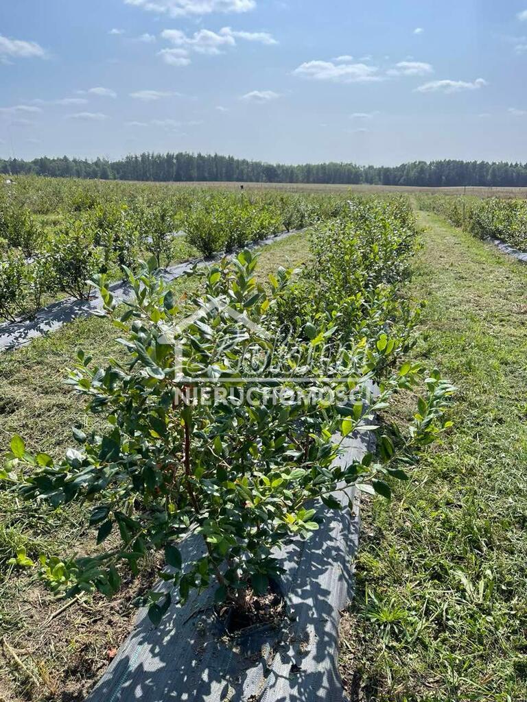 Działka rolna 50,00&nbsp;ha, Lisowo - zdjęcie 4