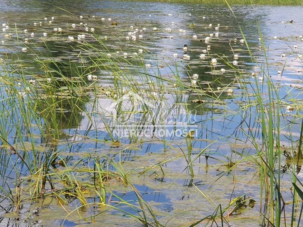 Działka rolna 3030&nbsp;m², Zieleniewo - zdjęcie 5