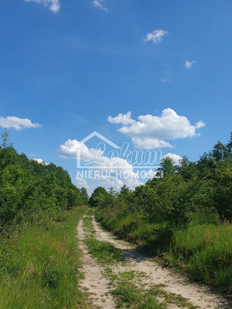 Działka rolna 3030&nbsp;m², Zieleniewo - zdjęcie 4