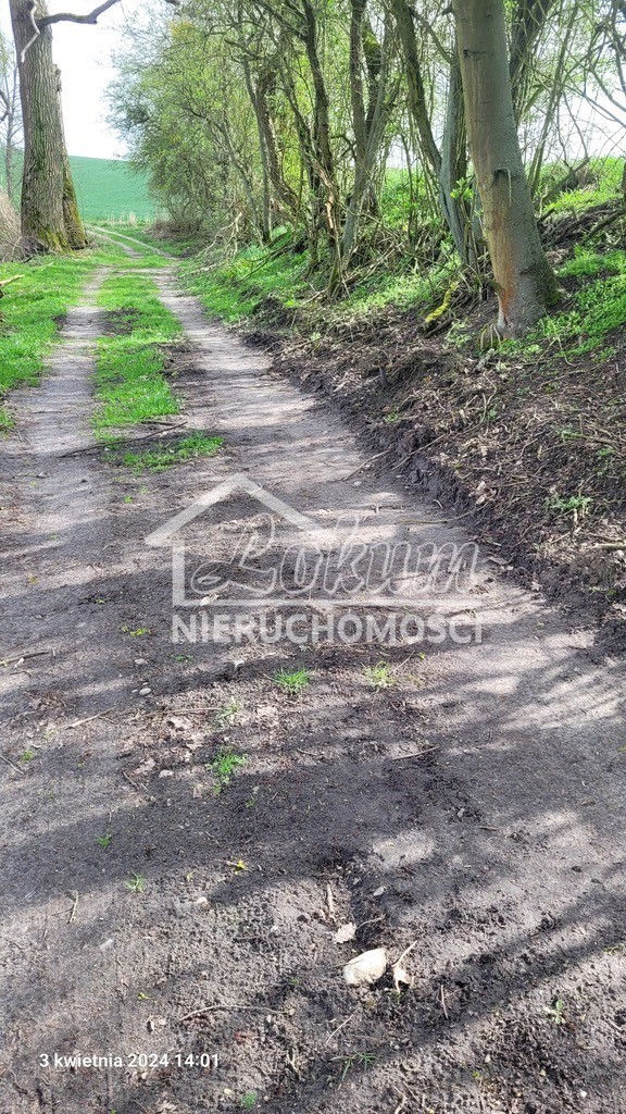 Działka rolna 3138&nbsp;m², Zieleniewo - zdjęcie 4