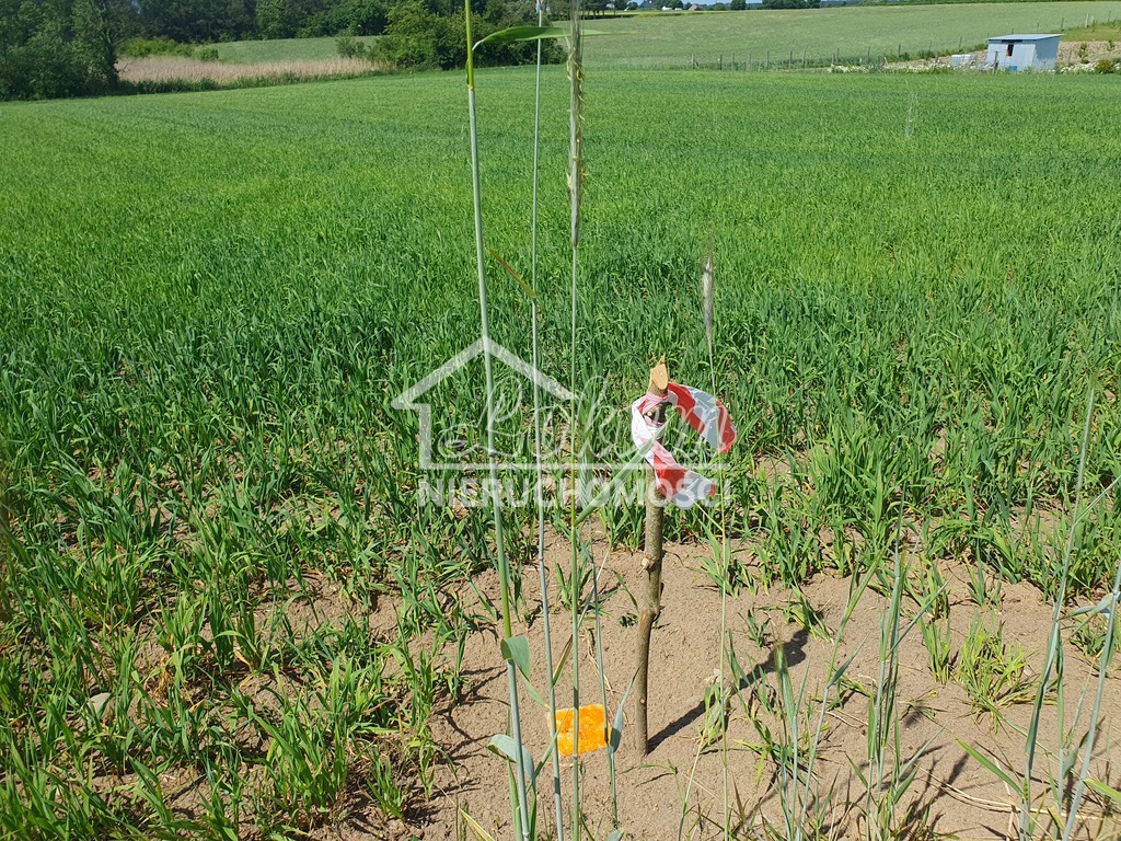 Działka rolna 3031&nbsp;m², Zieleniewo - zdjęcie 4
