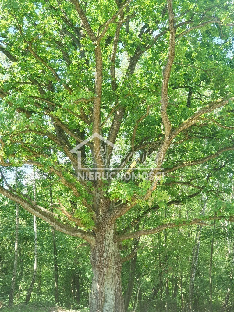 Działka rolna 3031&nbsp;m², Zieleniewo - zdjęcie 6