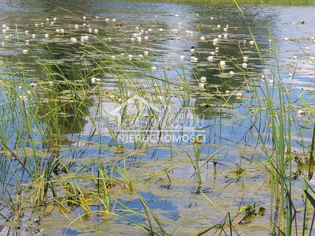 Działka rolna 3031&nbsp;m², Zieleniewo - zdjęcie 1