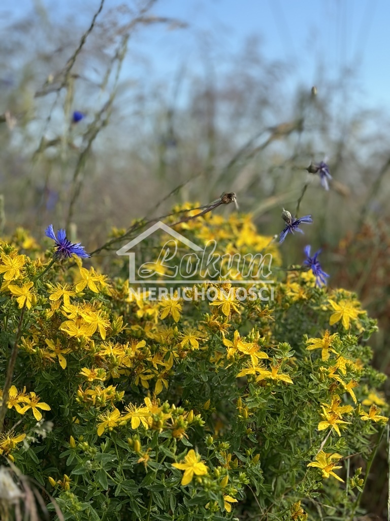Działka inwestycyjna 2948 m², Goleniów - zdjęcie 5
