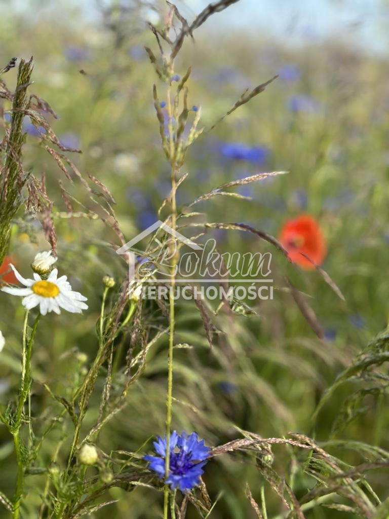 Działka inwestycyjna 2948 m², Goleniów - zdjęcie 6