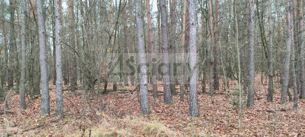 Działka rekreacyjna 1,10 ha, Wycześniak - zdjęcie 7