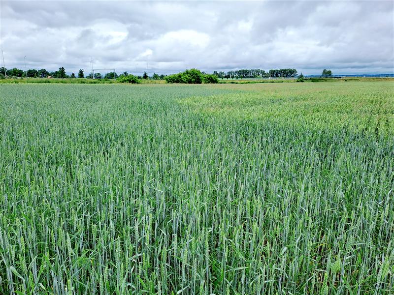 Działka budowlana 9,50&nbsp;ha, Elbląg, xxx - zdjęcie 1