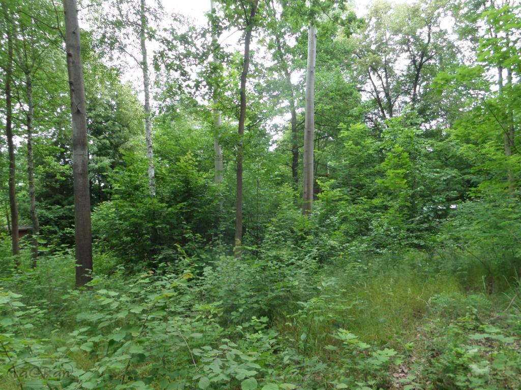 Urokliwy dom w Złotokłosach i działki budowlane - zdjęcie 13