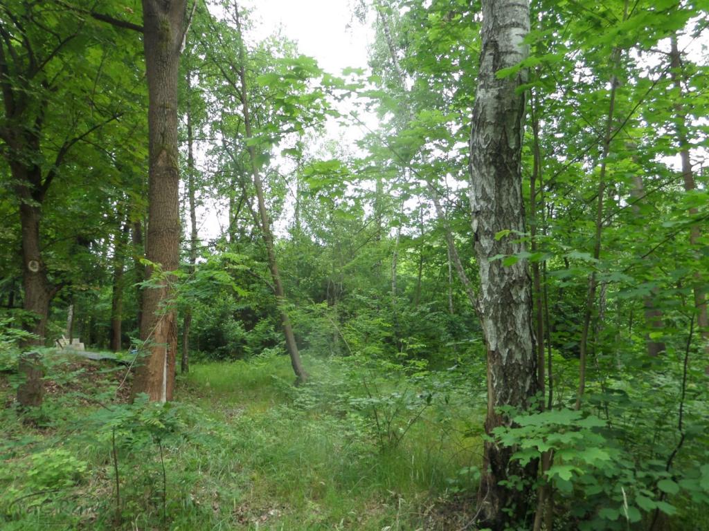 Urokliwy dom w Złotokłosach i działki budowlane - zdjęcie 14