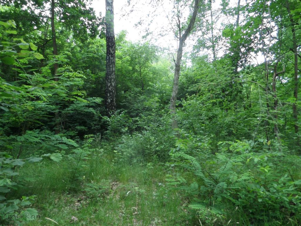 Urokliwy dom w Złotokłosach i działki budowlane - zdjęcie 15