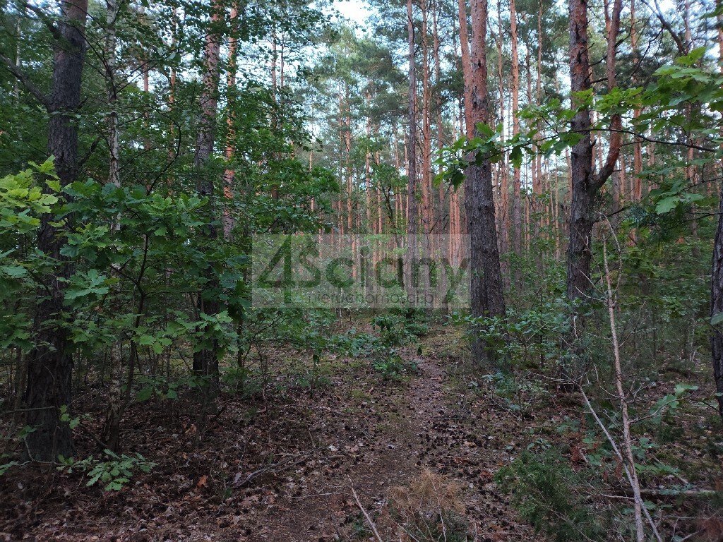 Działka rolna 2764&nbsp;m², Truskaw - zdjęcie 1