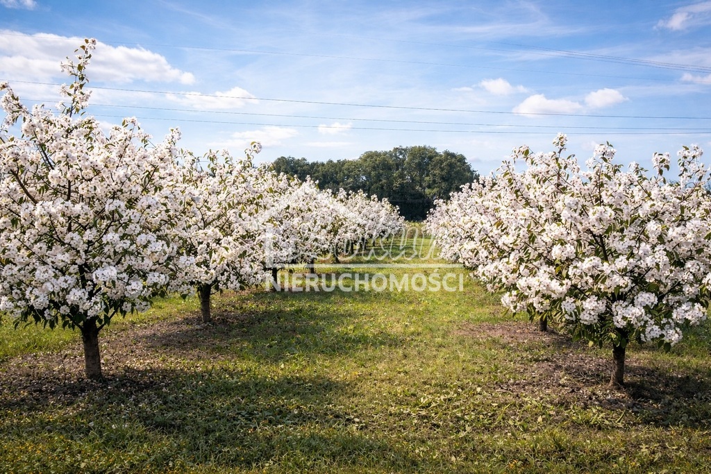 Działka rolna 1,09&nbsp;ha, Banie - zdjęcie 2