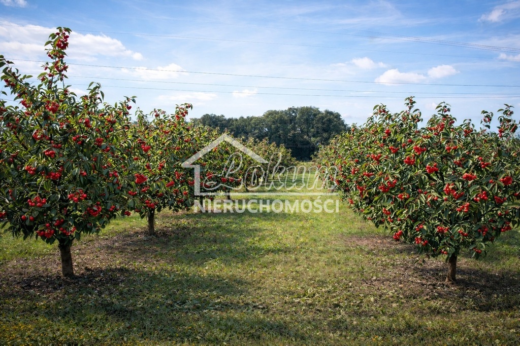Działka rolna 1,09&nbsp;ha, Banie - zdjęcie 3