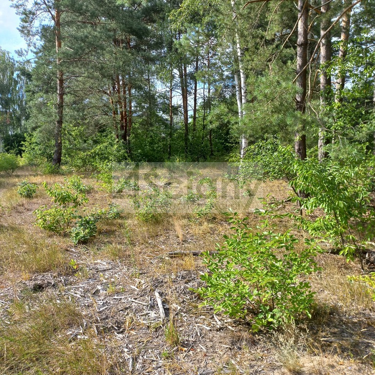 Działka budowlana 1400&nbsp;m², Chotomów - zdjęcie 5