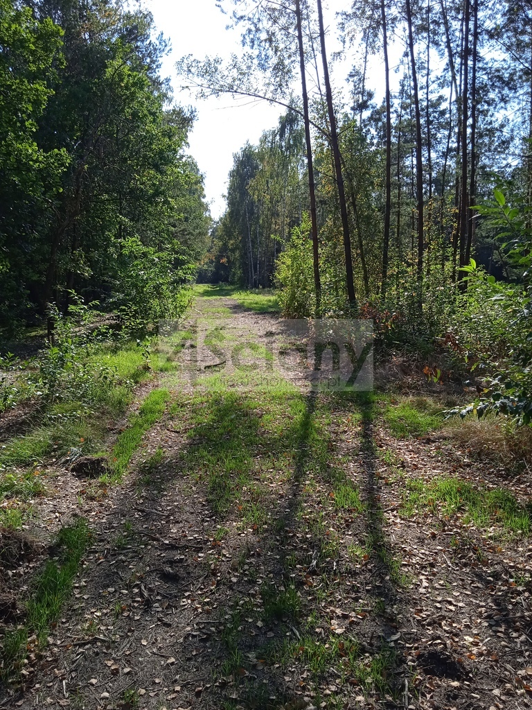 Działka budowlana 1400&nbsp;m², Chotomów - zdjęcie 2