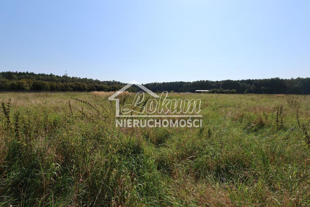 Działka budowlana 3194&nbsp;m², Modrzewie - zdjęcie 1