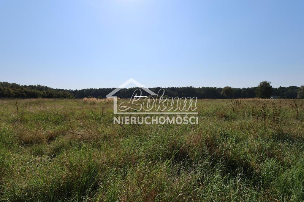 Działka budowlana 3194&nbsp;m², Modrzewie - zdjęcie 2