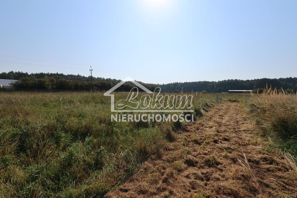 Działka budowlana 3194&nbsp;m², Modrzewie - zdjęcie 6